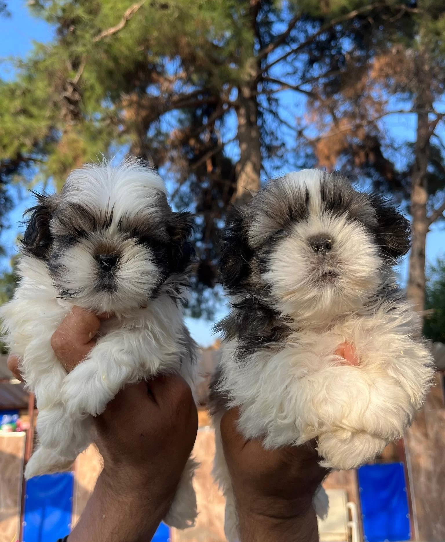 Sitsu Yavrularımızın Guzelligi