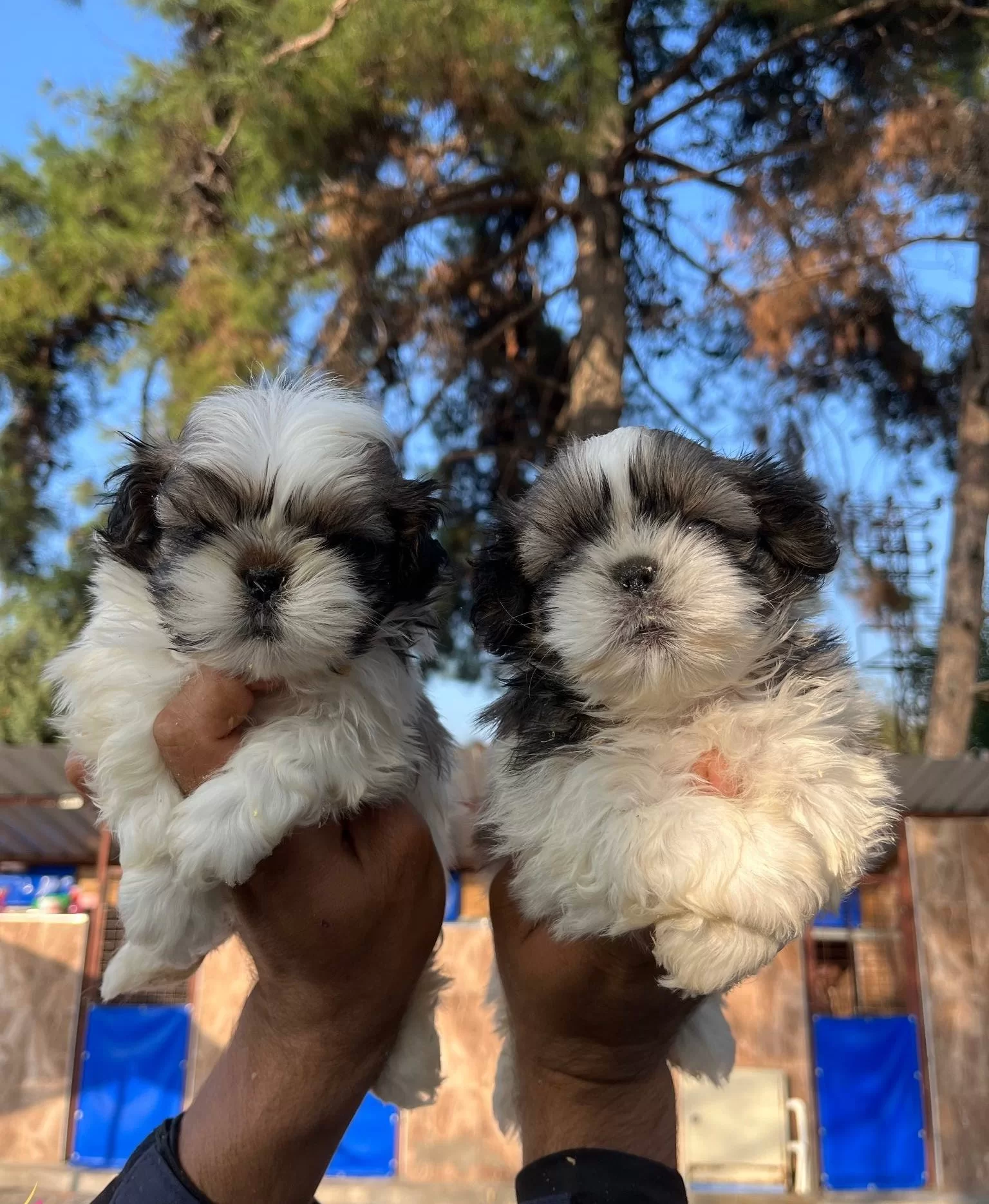 Sitsu Yavrularımızın Guzelligi