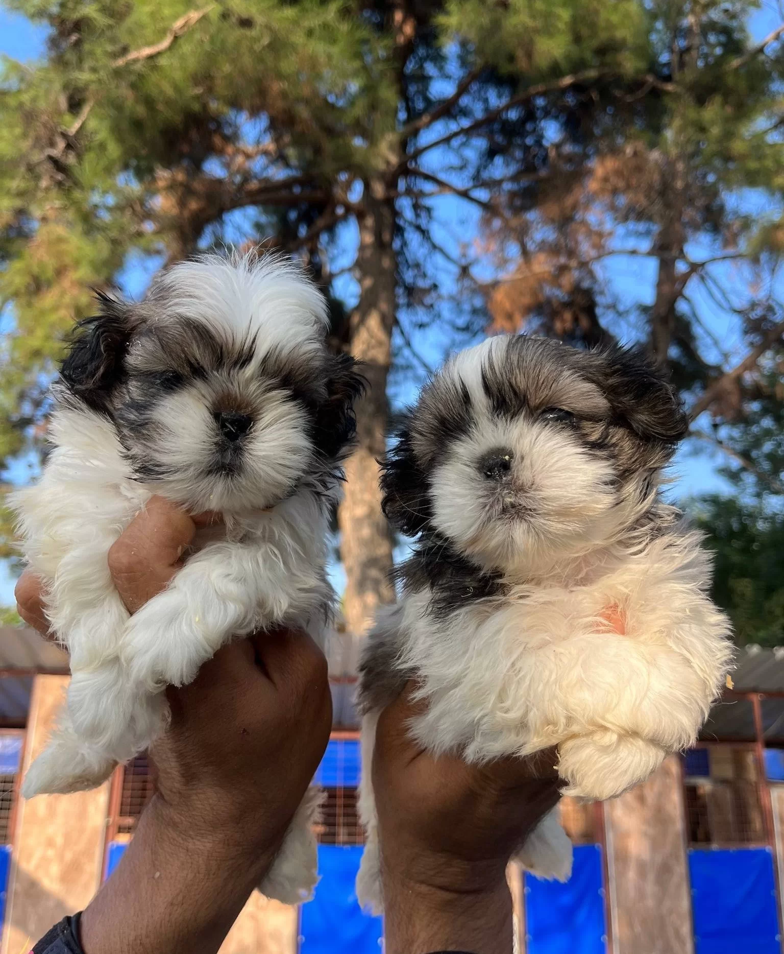 Sitsu Yavrularımızın Guzelligi