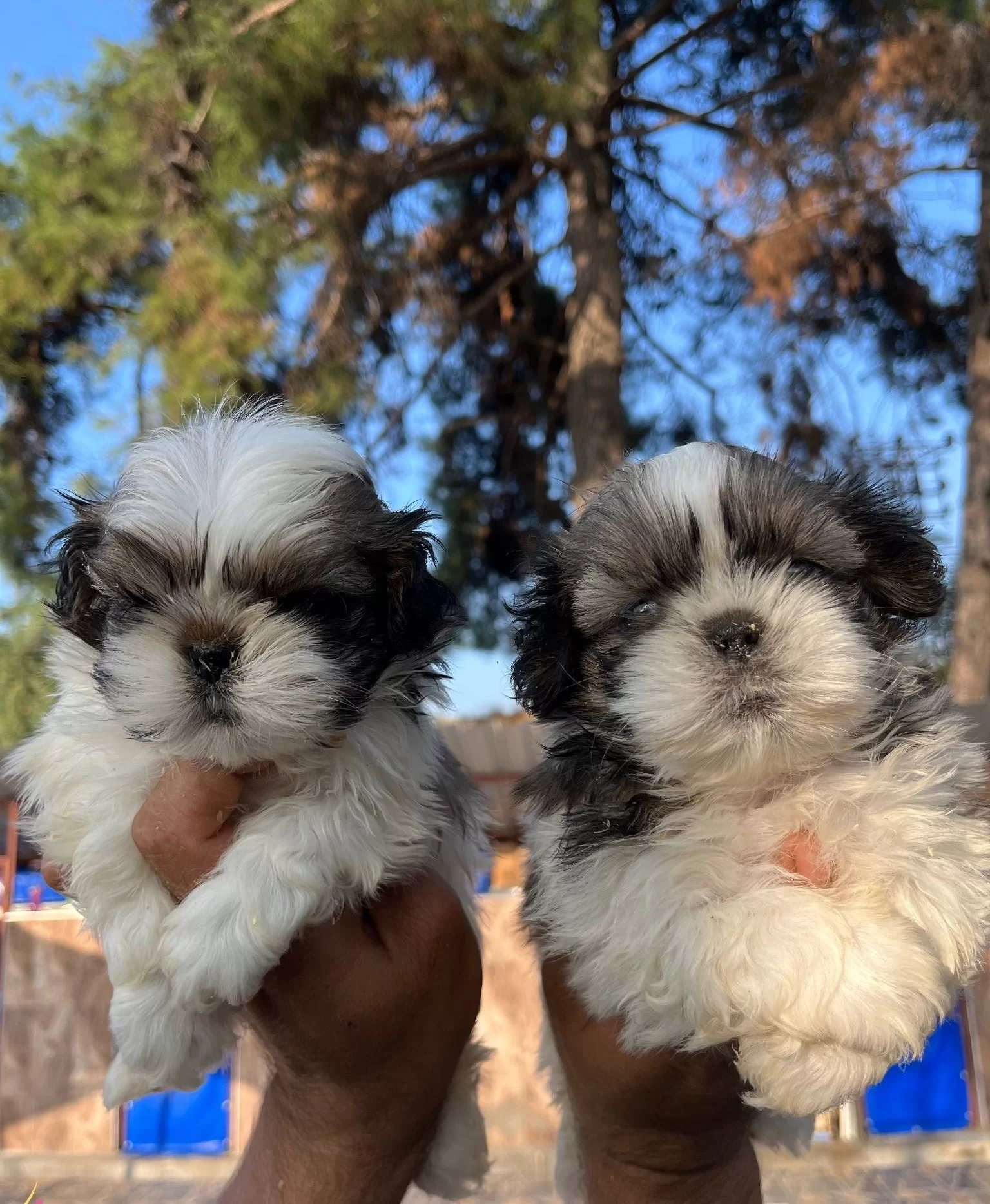 Sitsu Yavrularımızın Guzelligi