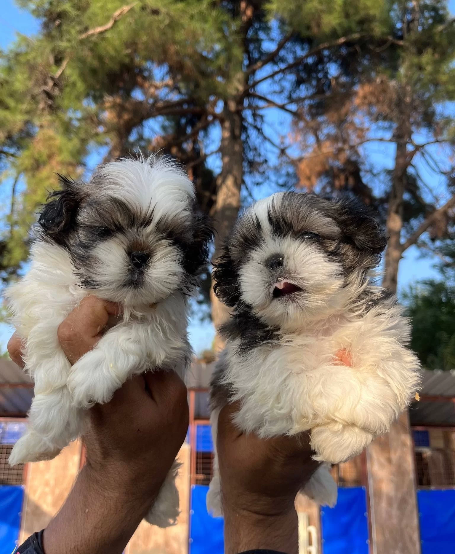 Sitsu Yavrularımızın Guzelligi