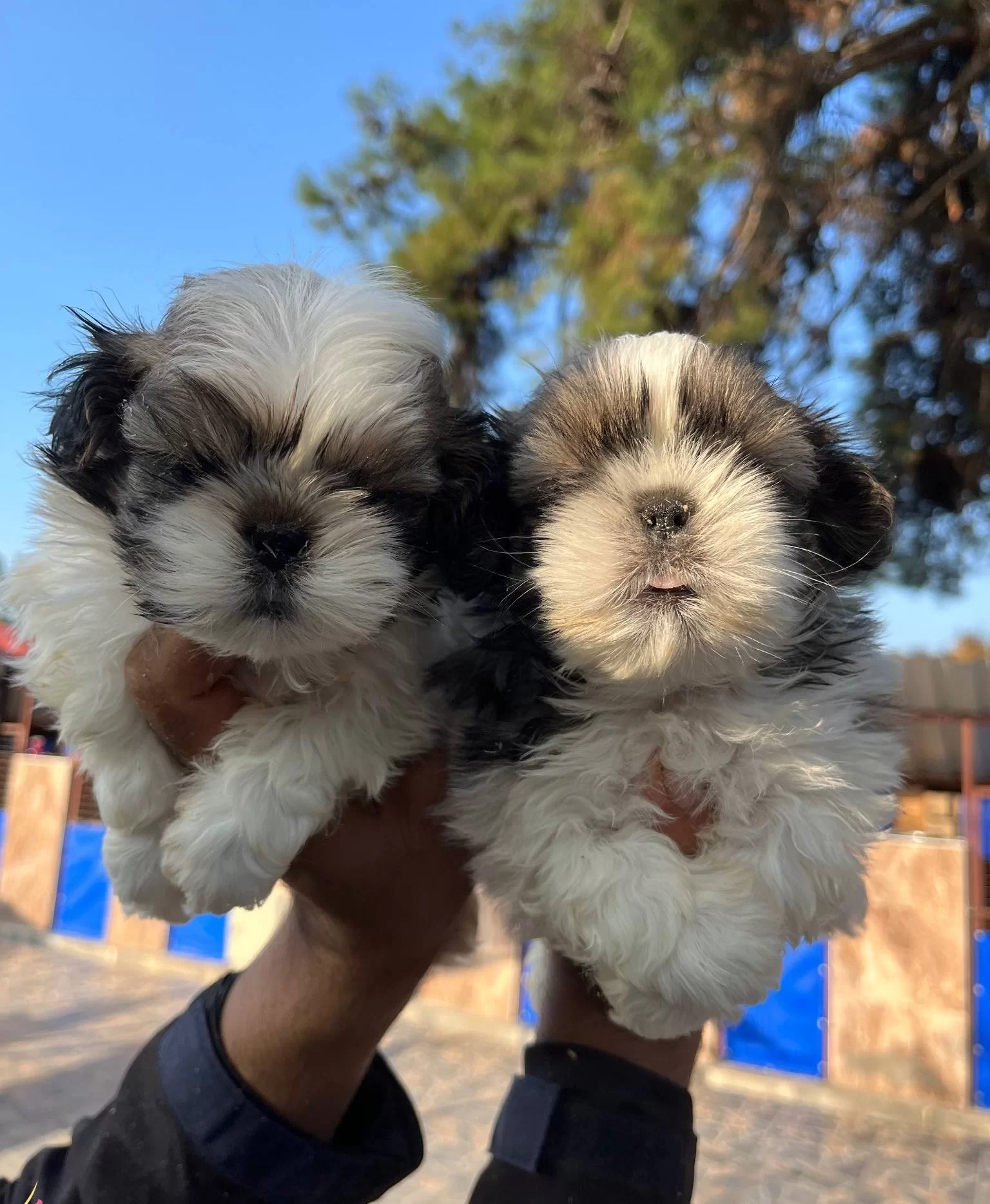 Sitsu Yavrularımızın Guzelligi