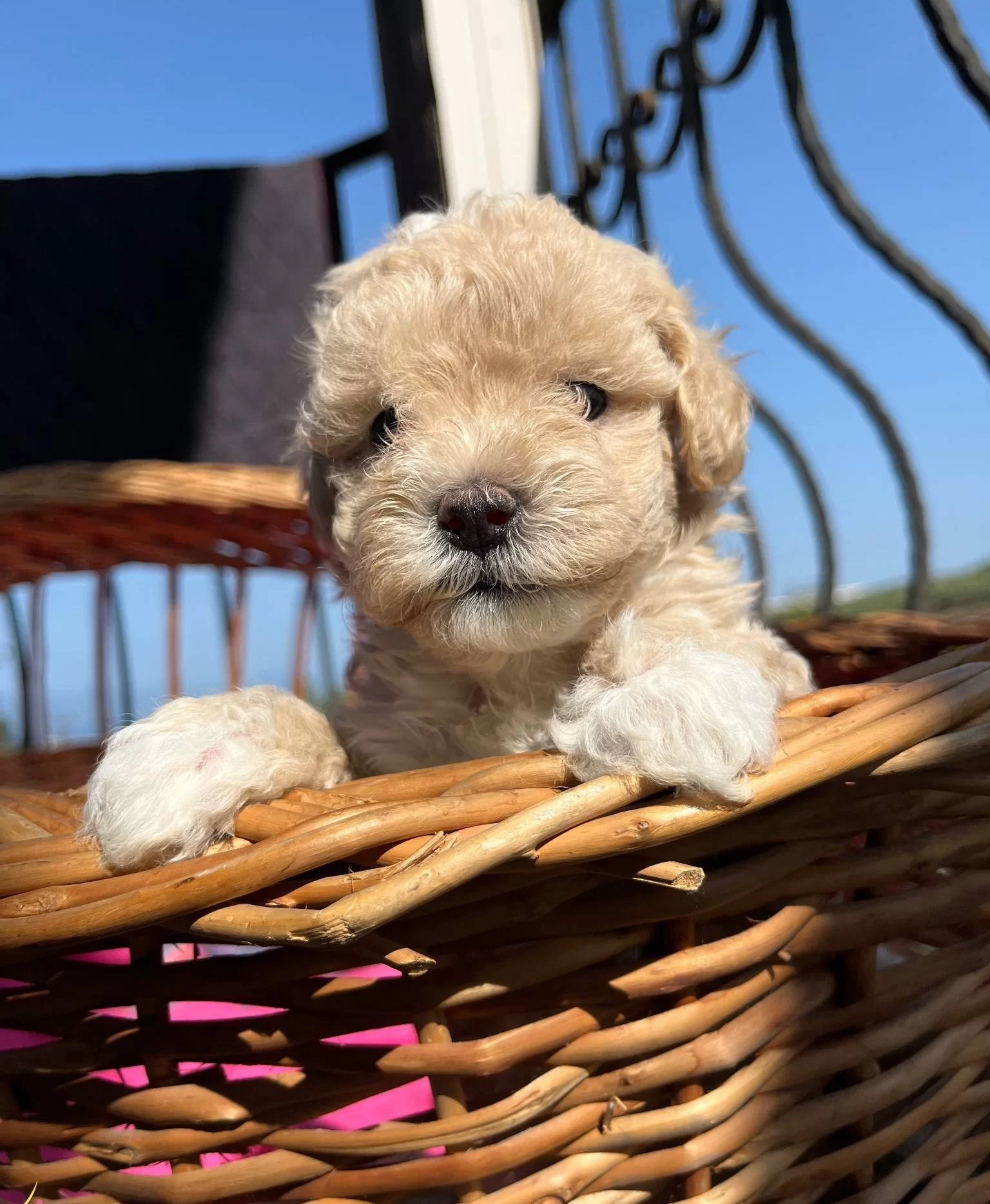 Mukemmel Maltipoo Bebekler