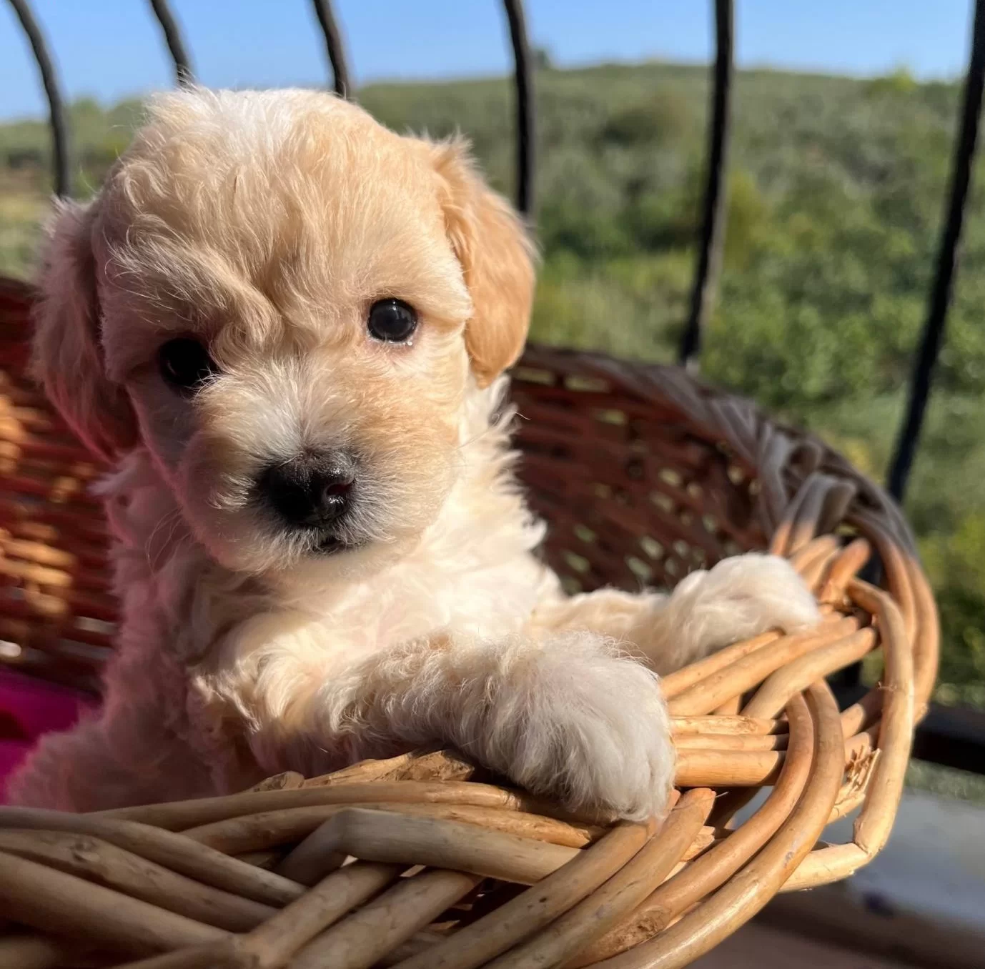 Mukemmel Maltipoo Bebekler
