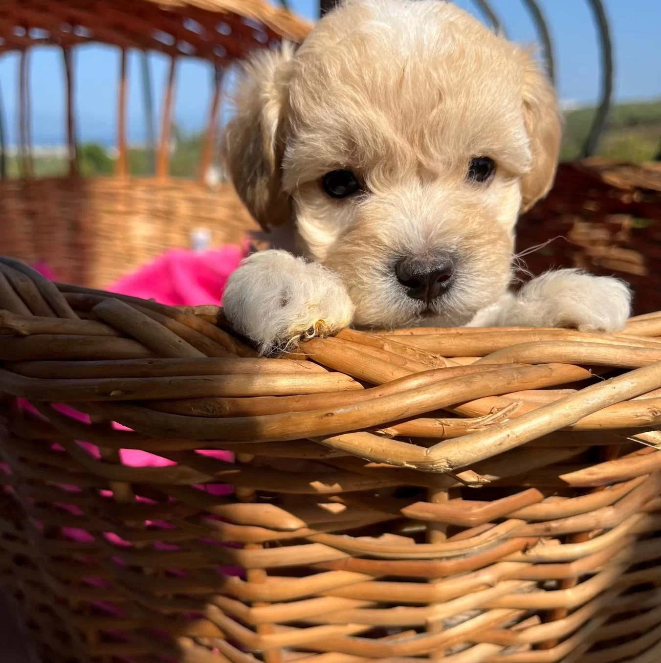 Mukemmel Maltipoo Bebekler