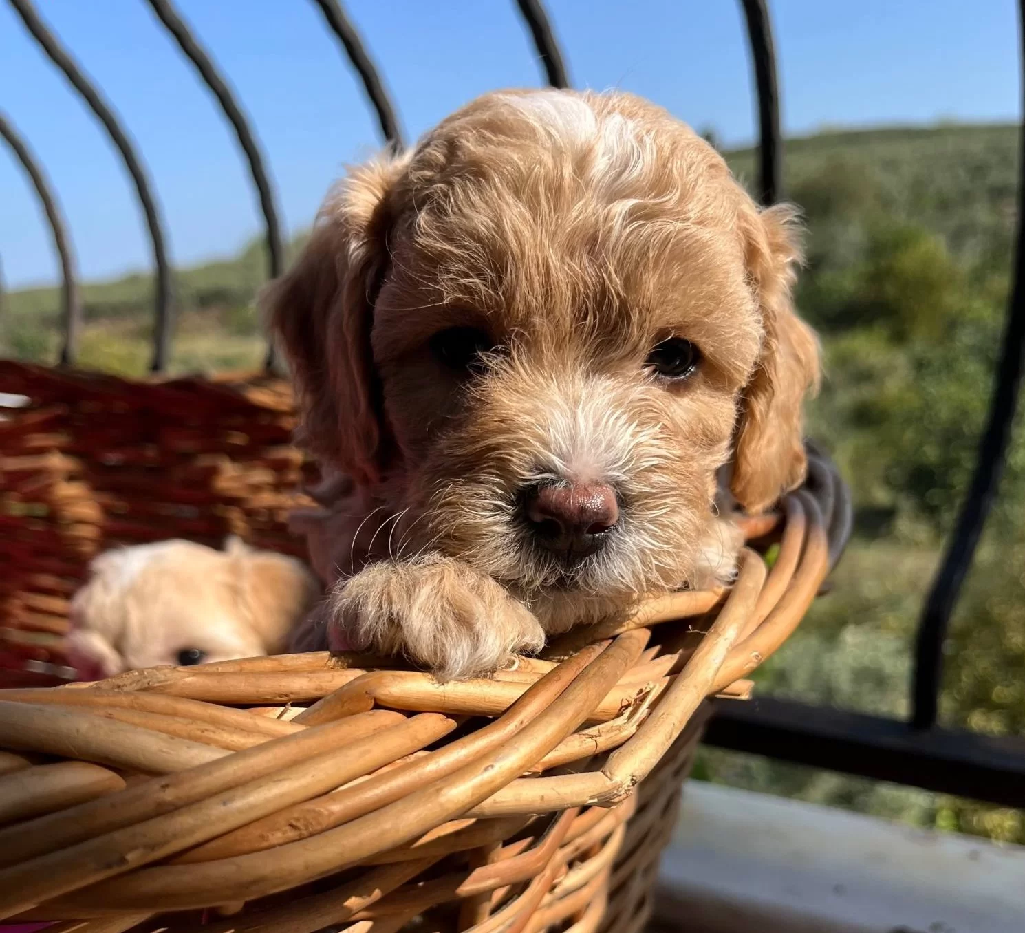 Mukemmel Maltipoo Bebekler