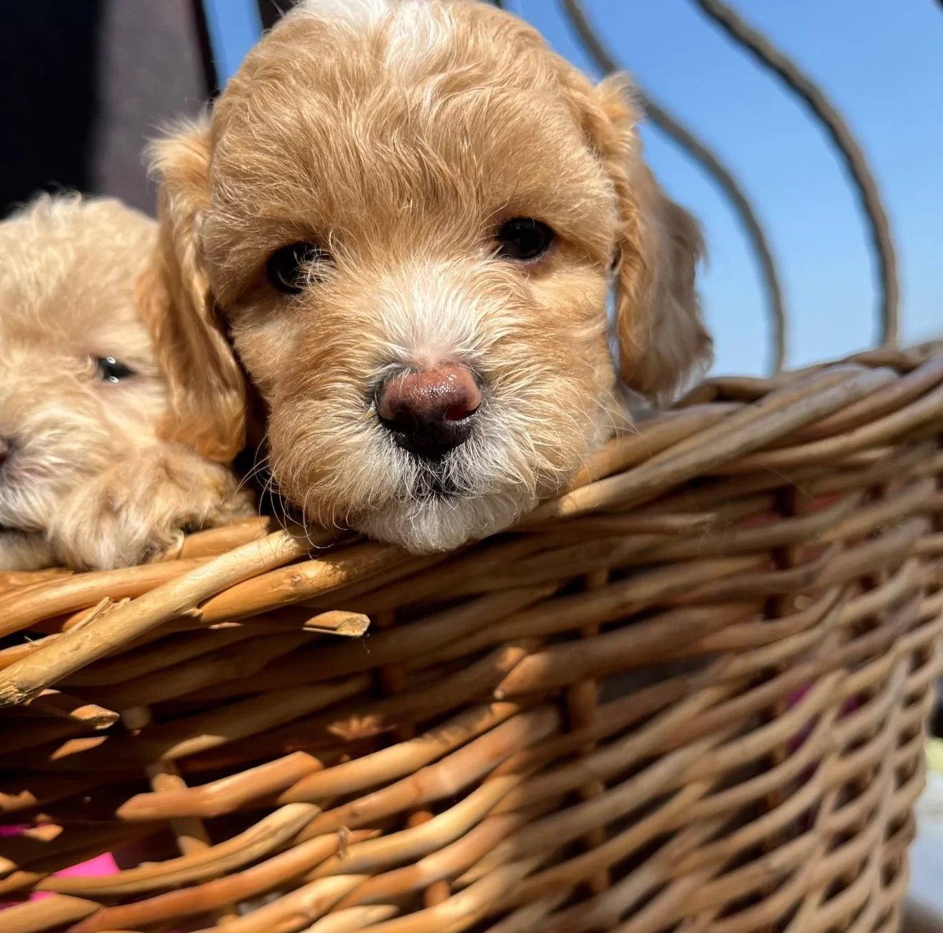 Mukemmel Maltipoo Bebekler