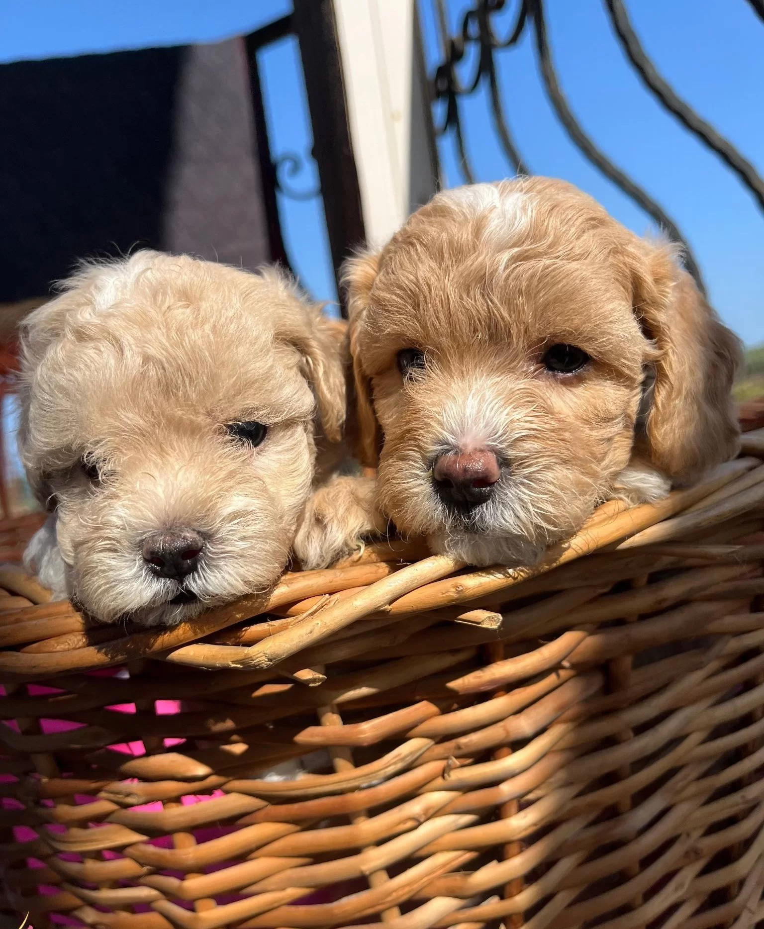 Mukemmel Maltipoo Bebekler