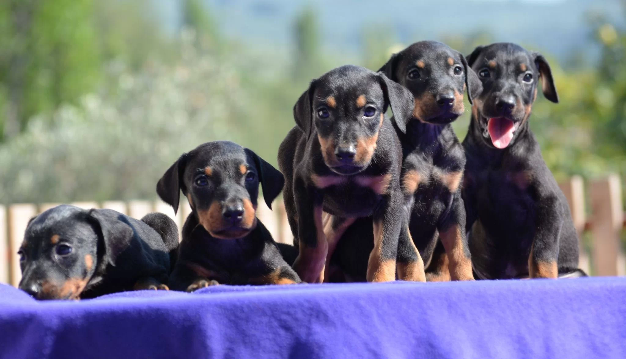 Mukemmel Doberman Yavrular