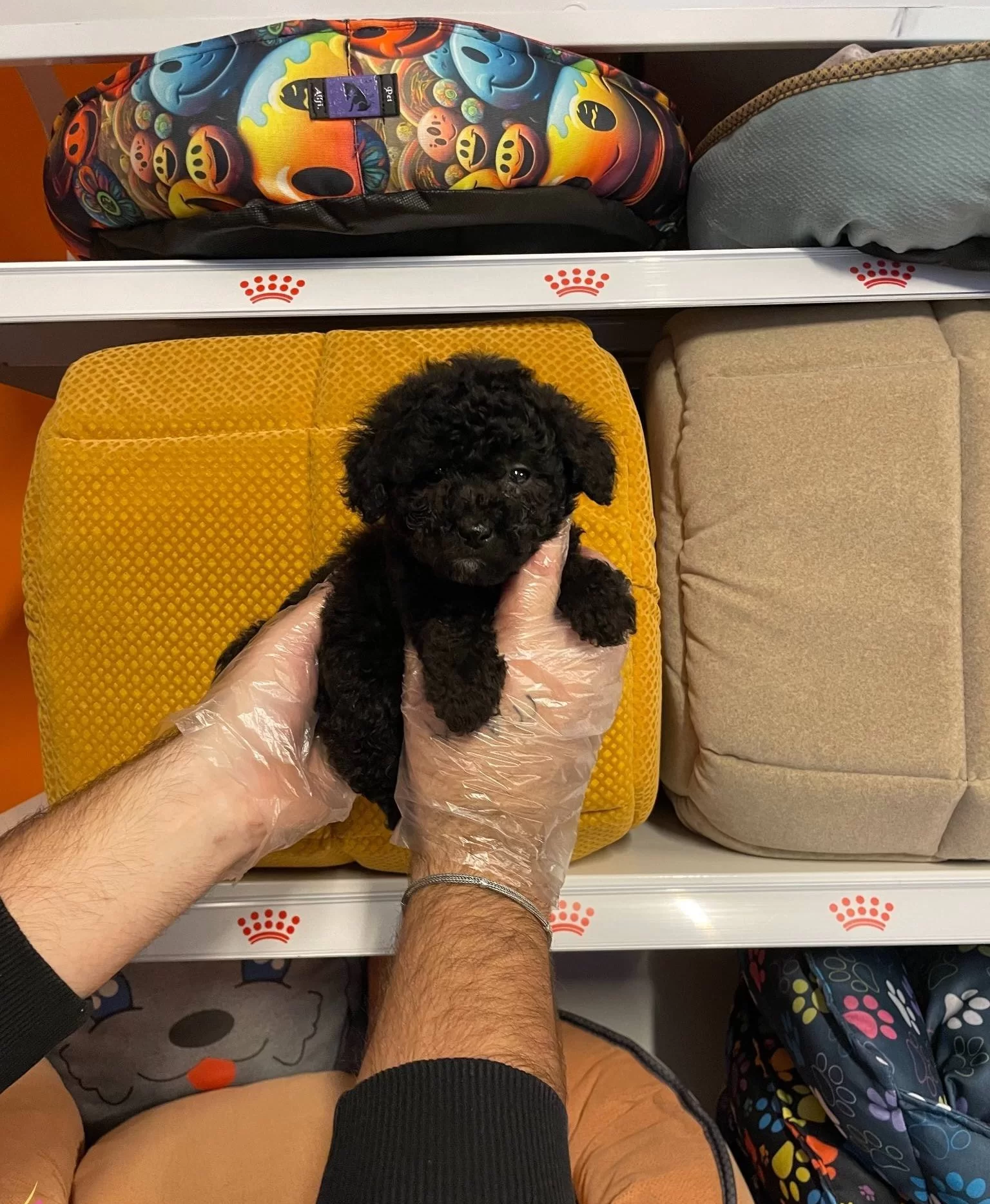 Gercek Tea Cup Siyah Toy Poodle Bebeklerimiz