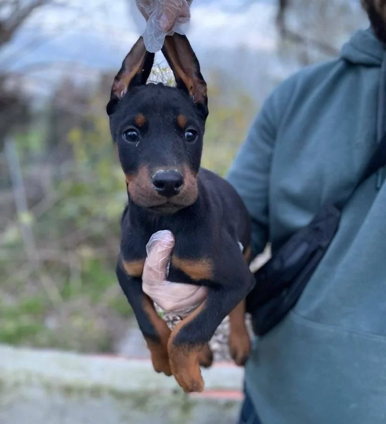 King Doberman Yavrularım