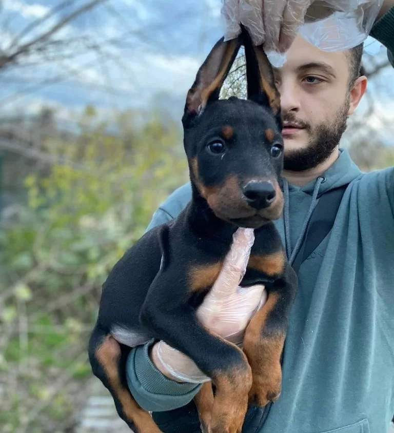 King Doberman Yavrularım