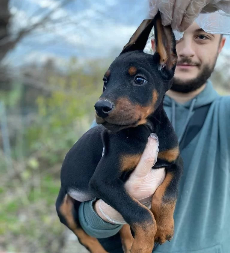 King Doberman Yavrularım