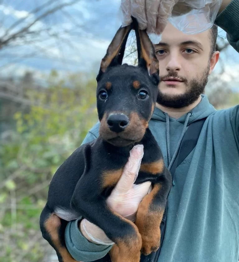 King Doberman Yavrularım