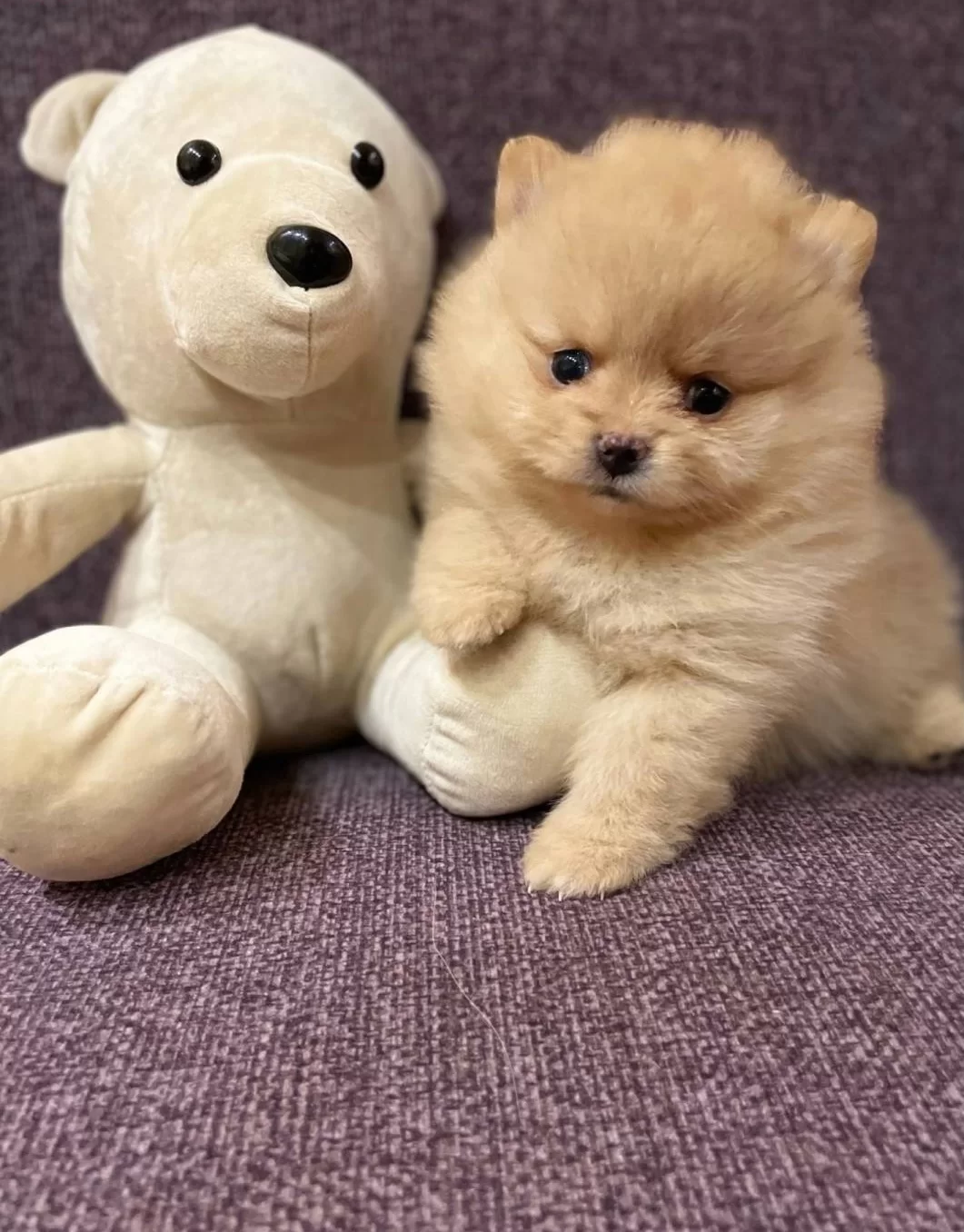 Muazzam Irk Garantili Boo Yavrular