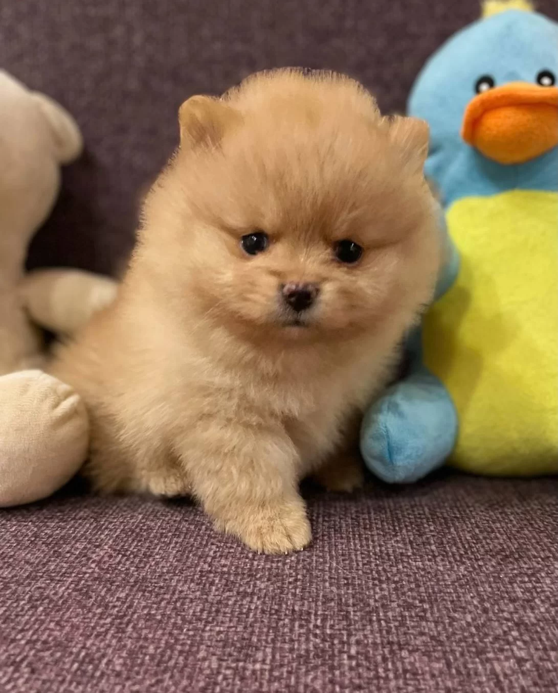 Muazzam Irk Garantili Boo Yavrular