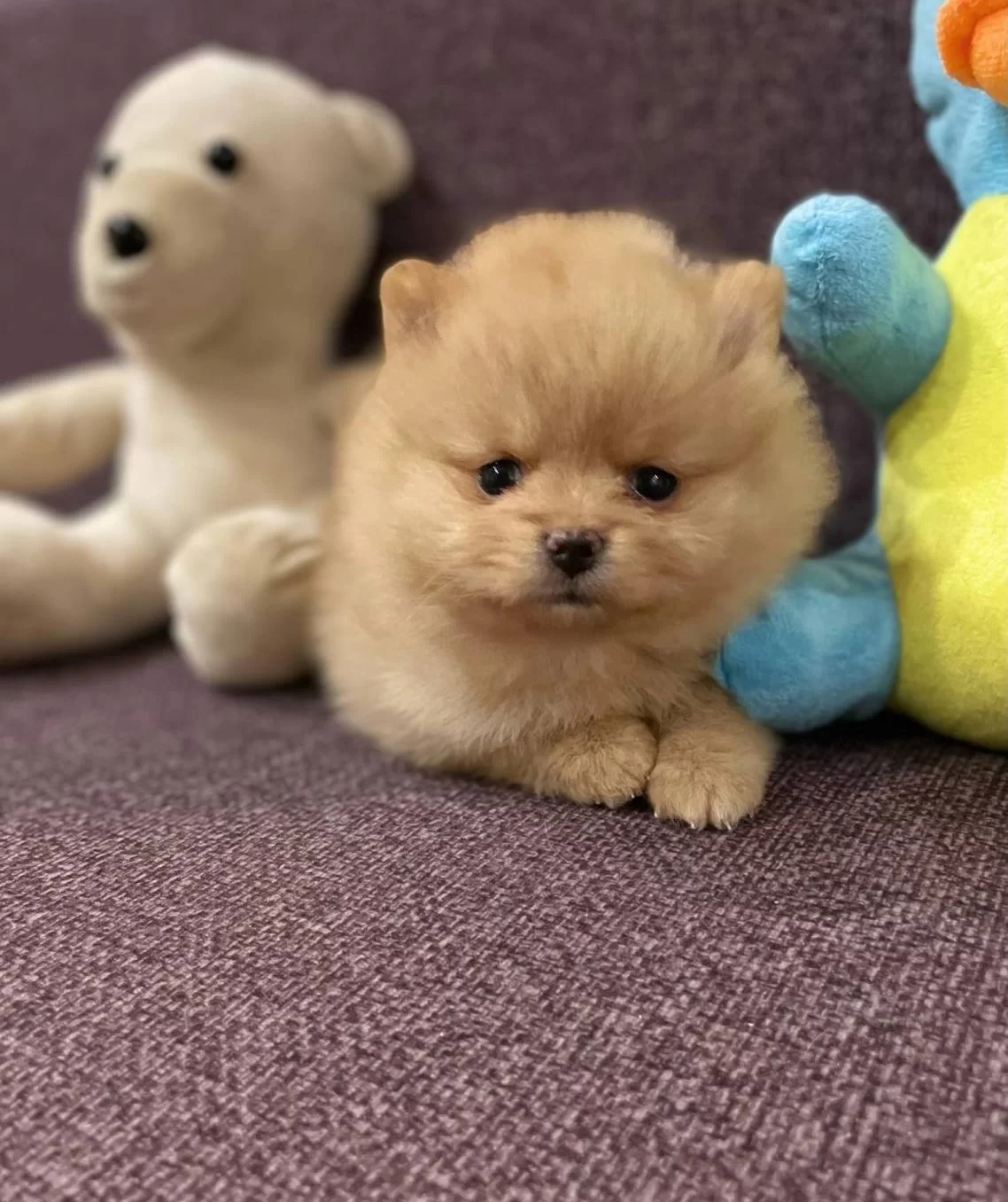 Muazzam Irk Garantili Boo Yavrular