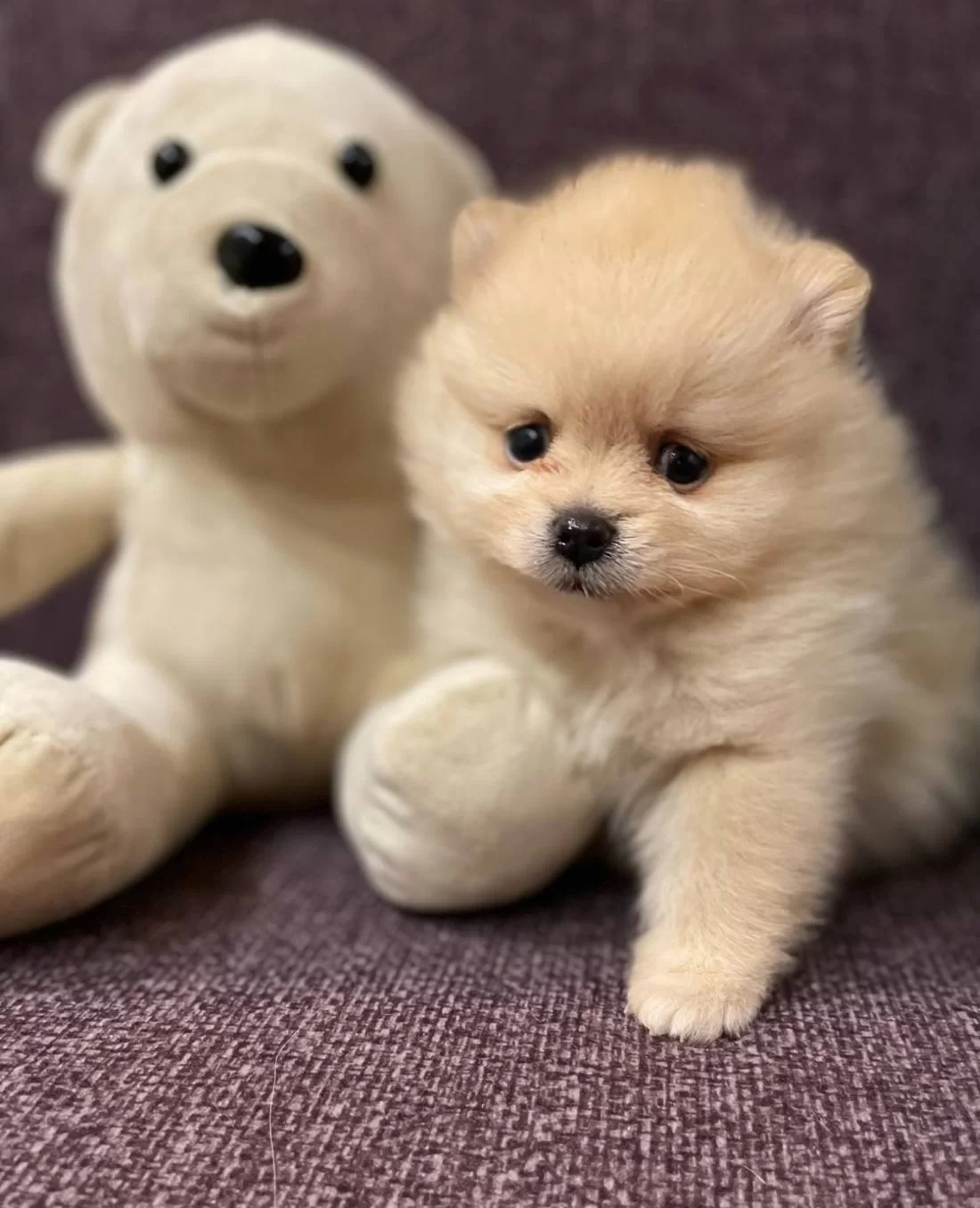 Muazzam Irk Garantili Boo Yavrular