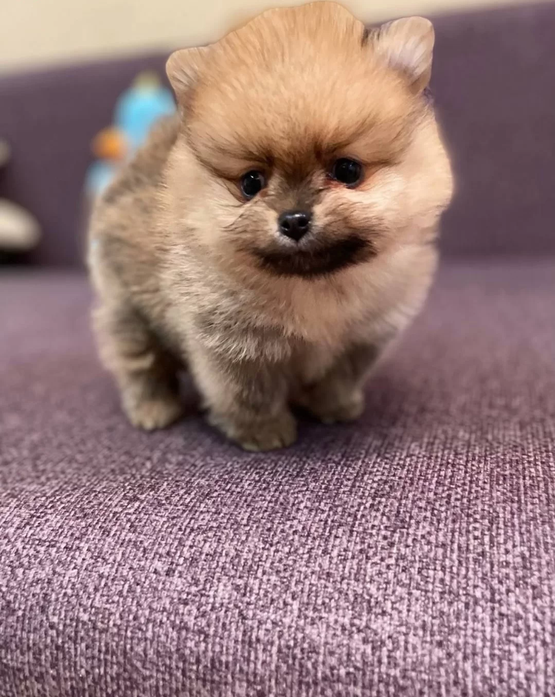 Muazzam Irk Garantili Boo Yavrular