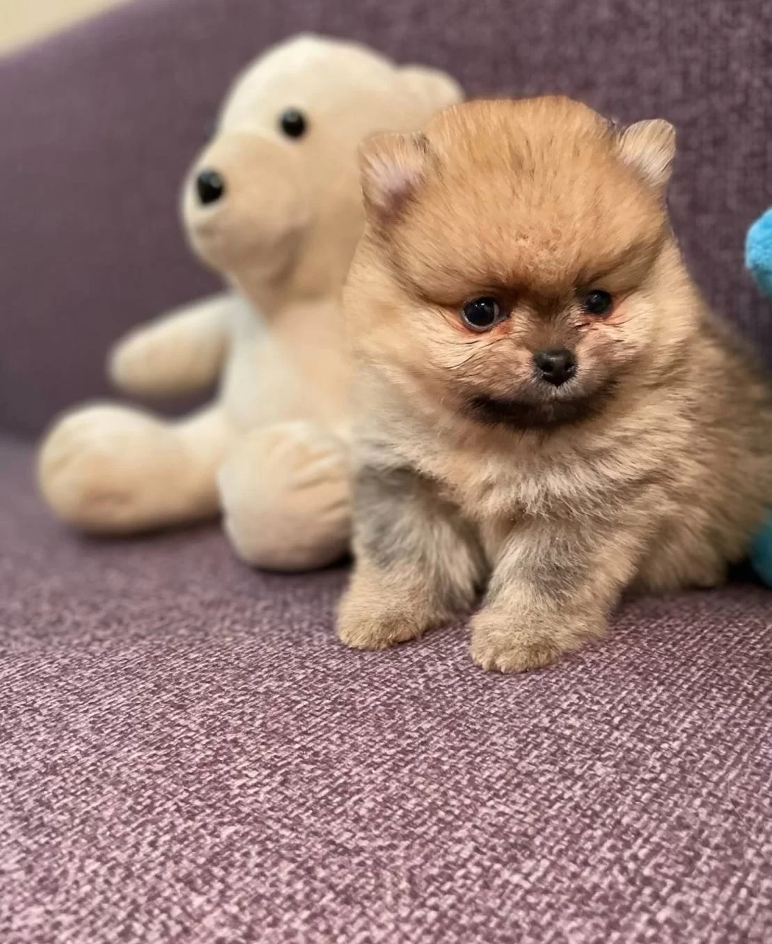 Muazzam Irk Garantili Boo Yavrular