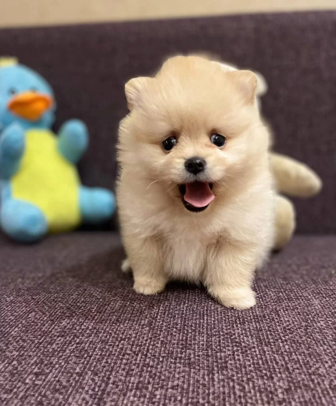 Muazzam Irk Garantili Boo Yavrular