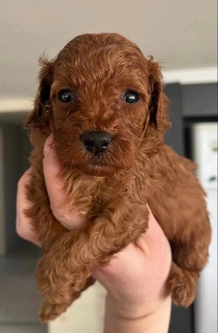 Red Braun Yavrularımız