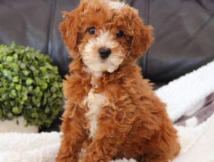 Maltipo Cinsi Yavrular