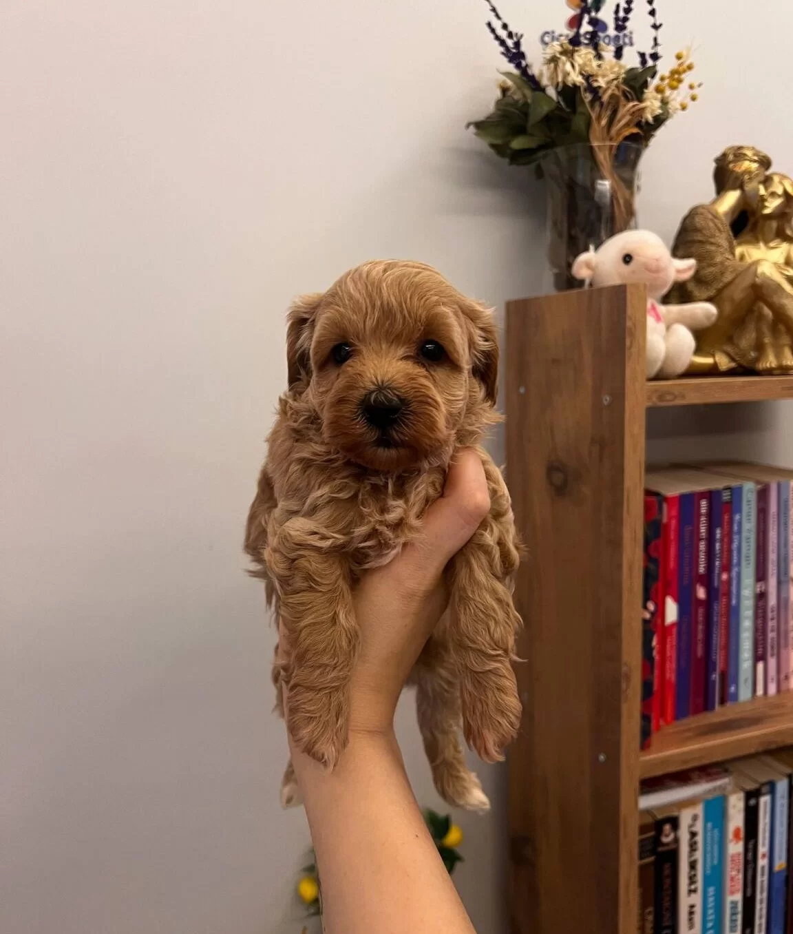 Buyumeyen Minik Maltipoo Bebekler