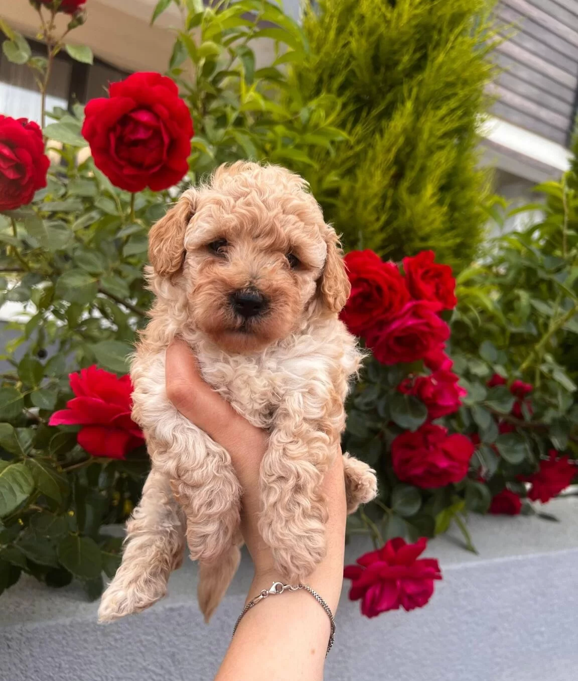 Buyumeyen Minik Maltipoo Bebekler