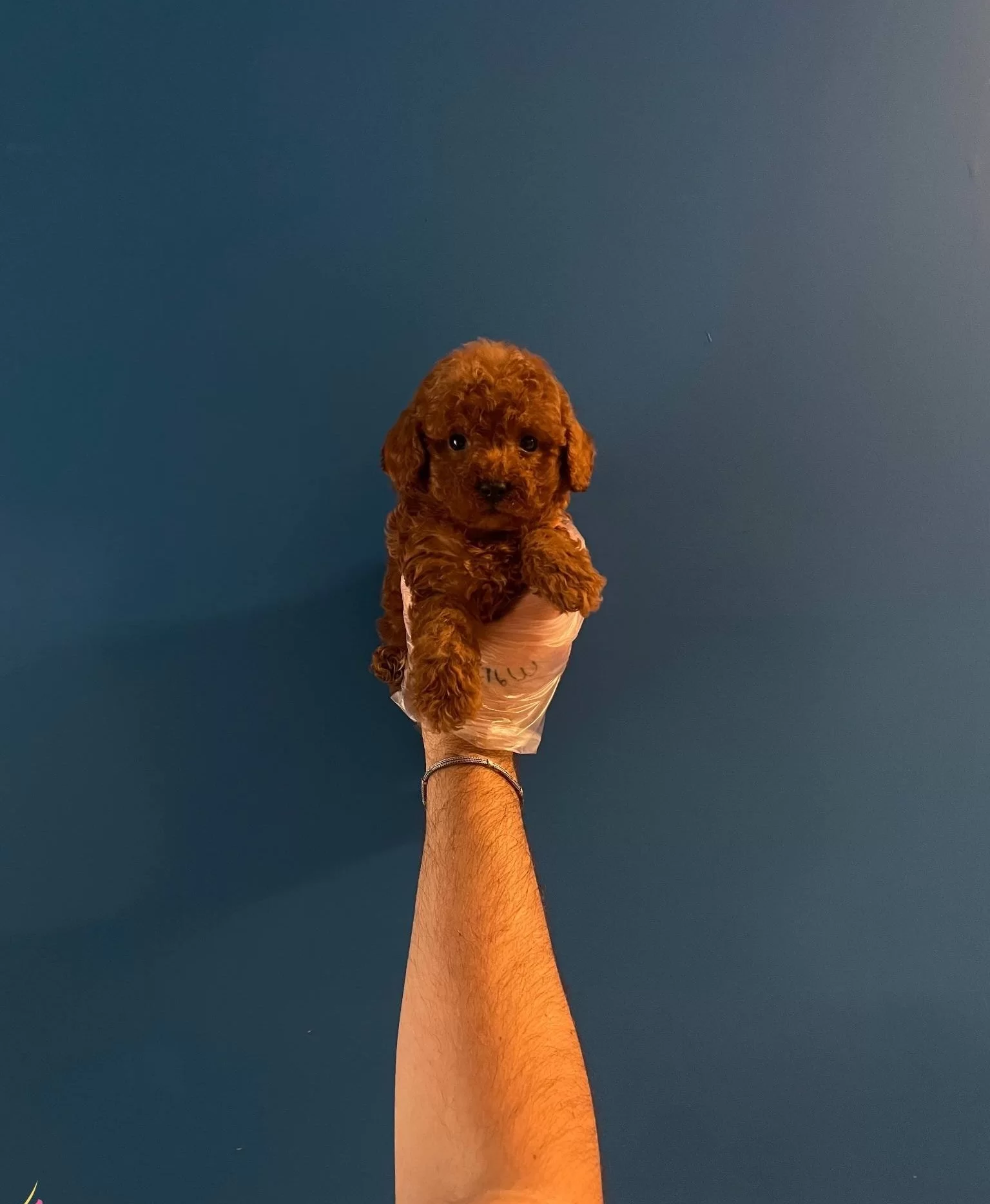 Red Browne Toy Poodle Bebeklerimiz