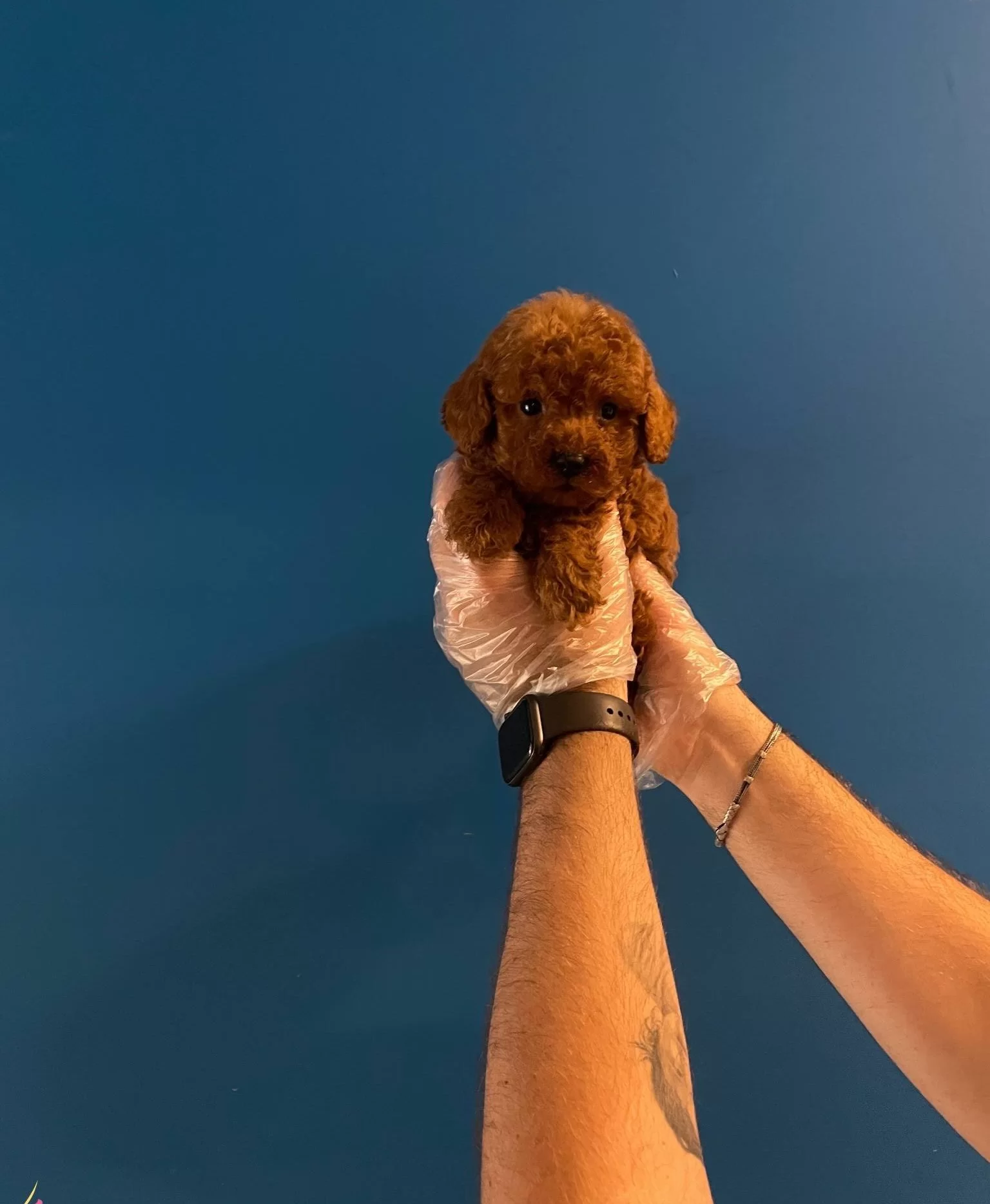 Red Browne Toy Poodle Bebeklerimiz
