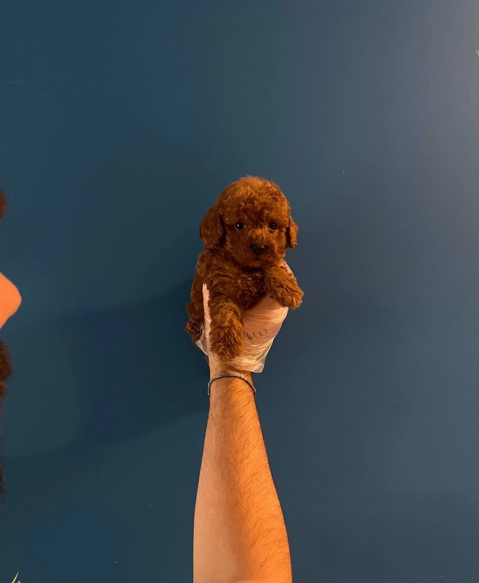 Red Browne Toy Poodle Bebeklerimiz
