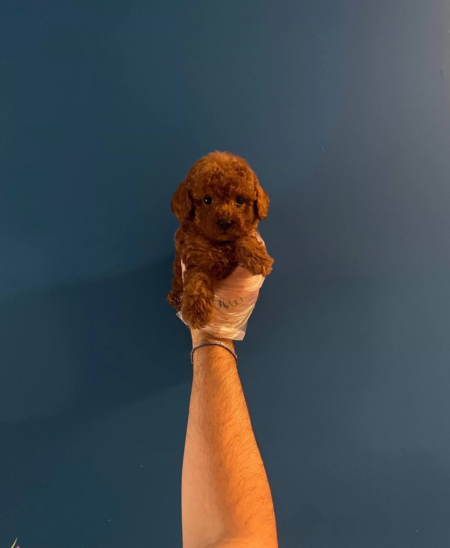 Red Browne Toy Poodle Bebeklerimiz