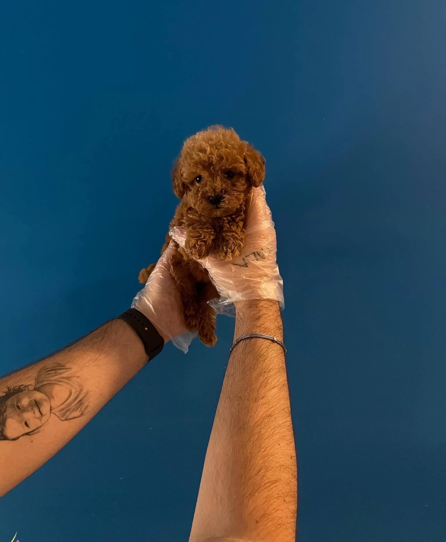 Red Browne Toy Poodle Bebeklerimiz