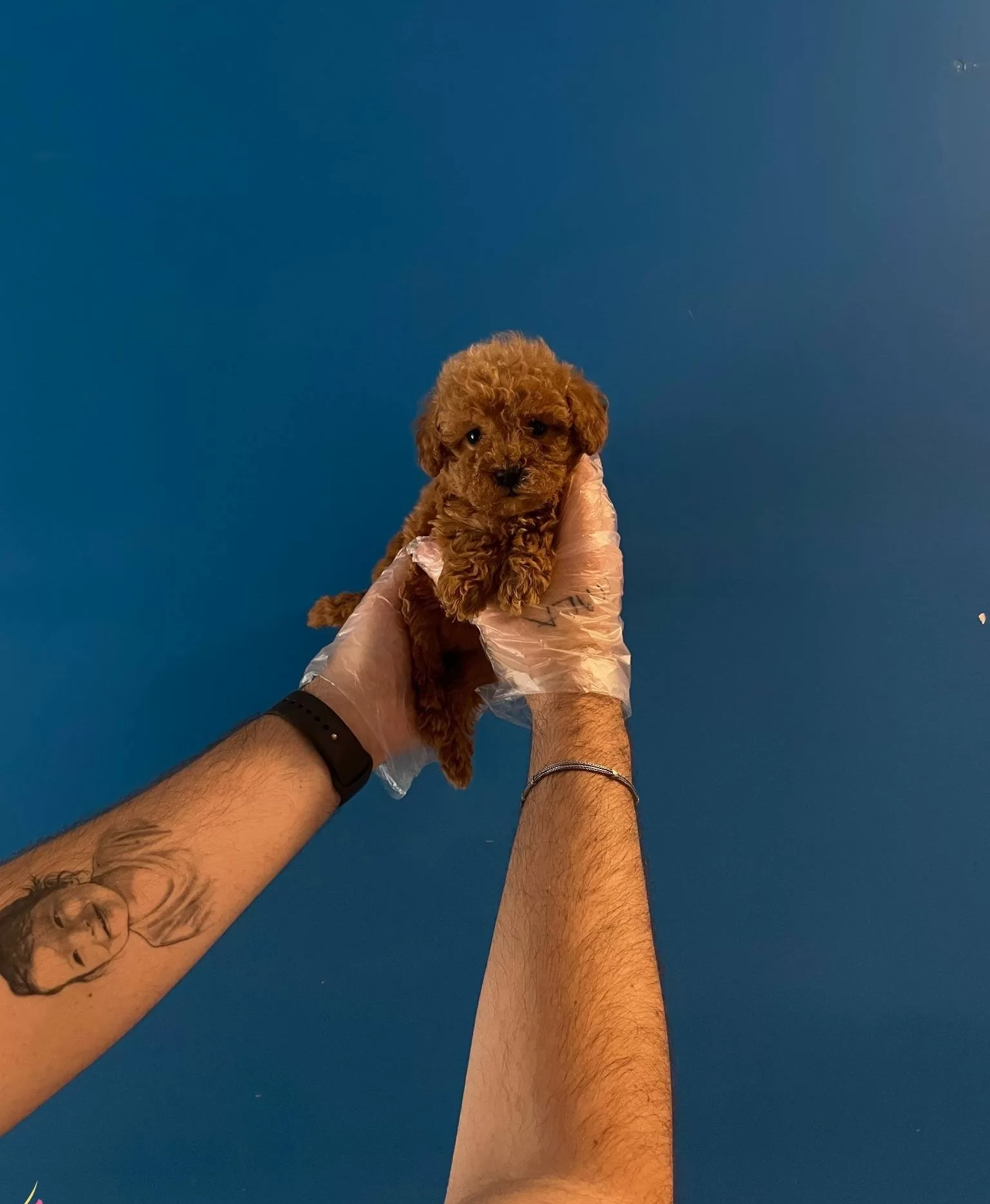 Red Browne Toy Poodle Bebeklerimiz