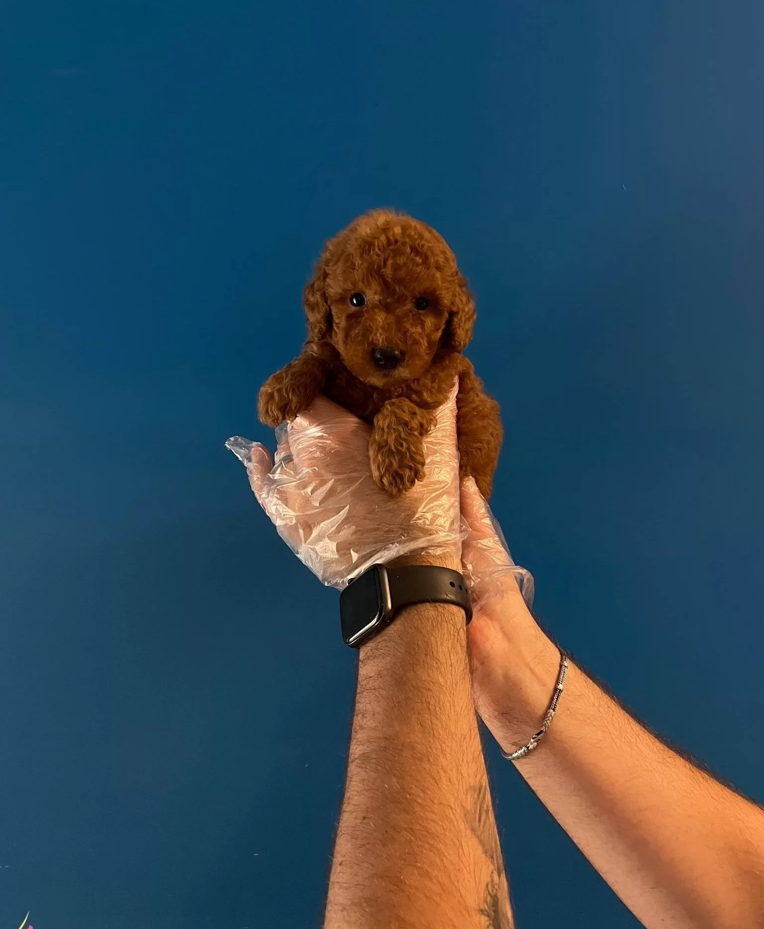 Red Browne Toy Poodle Bebeklerimiz
