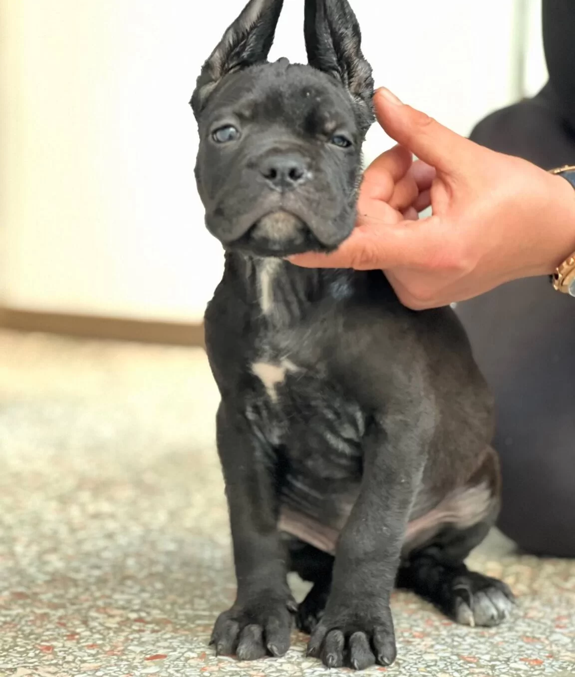 Safkan Cane Corso Yavrular