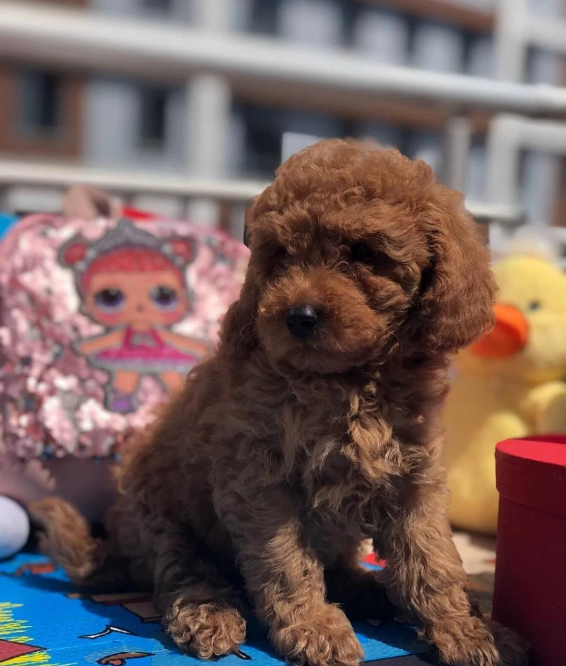 Orjinal Toy Poodle Yavrular