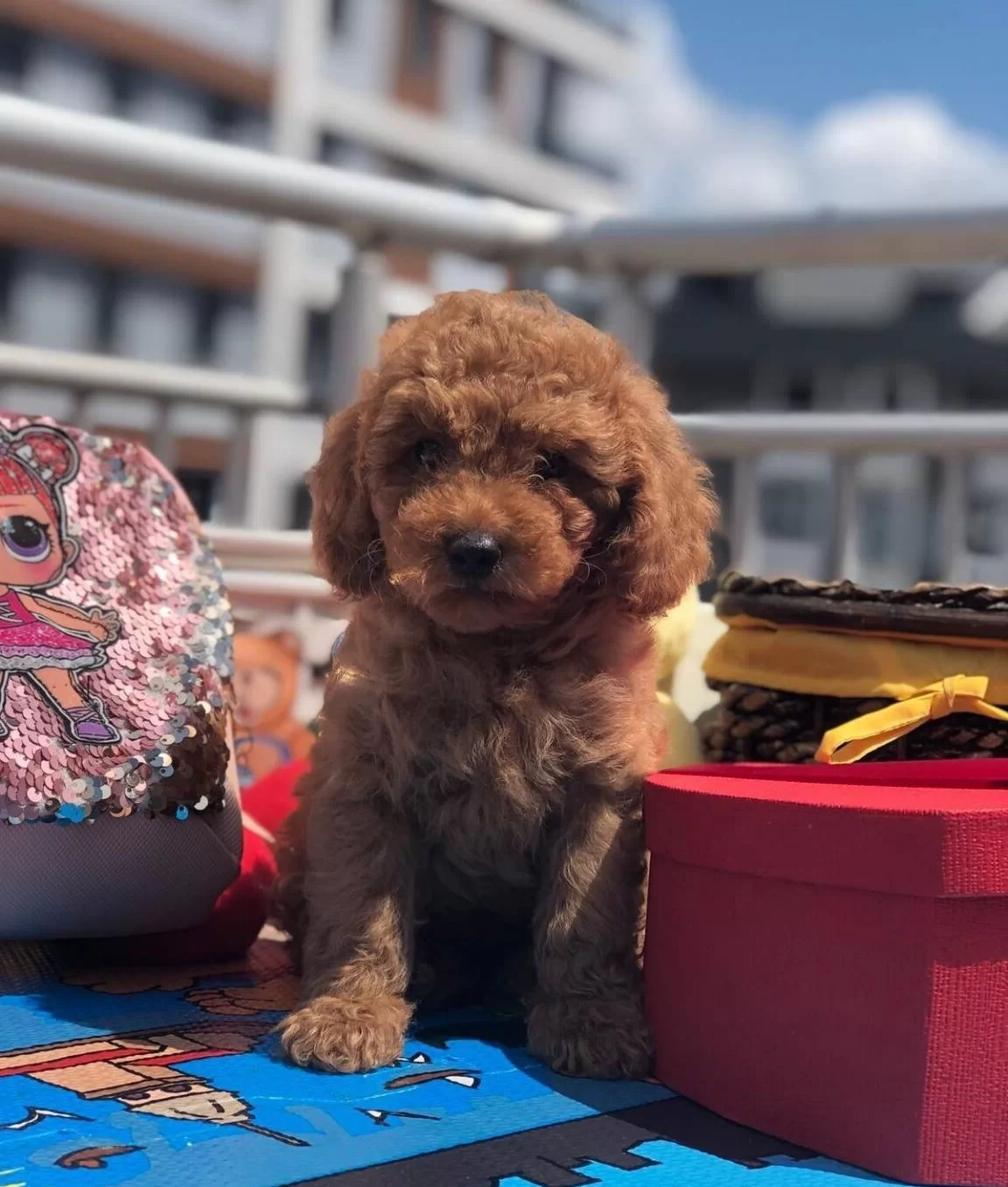 Orjinal Toy Poodle Yavrular