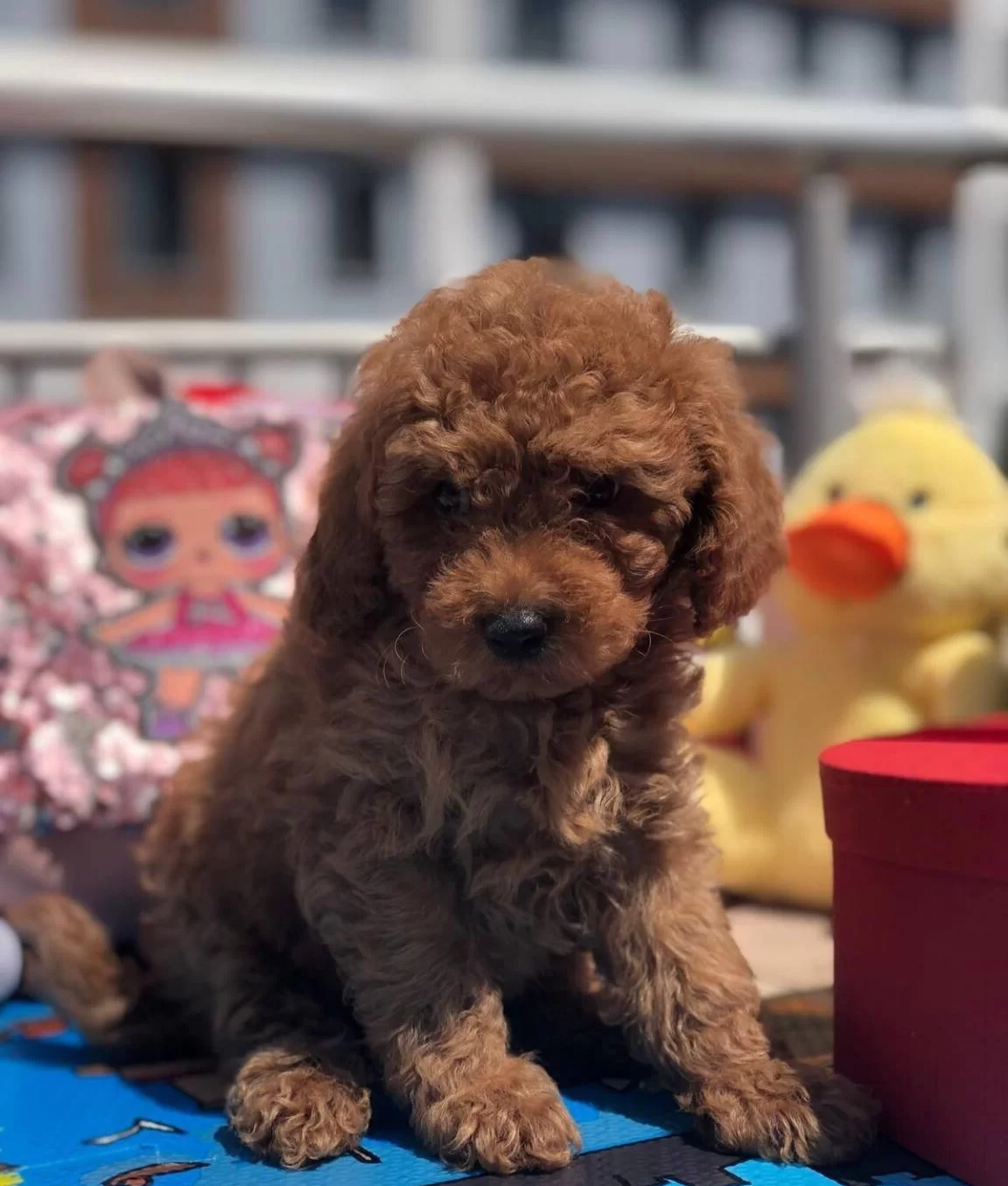 Orjinal Toy Poodle Yavrular