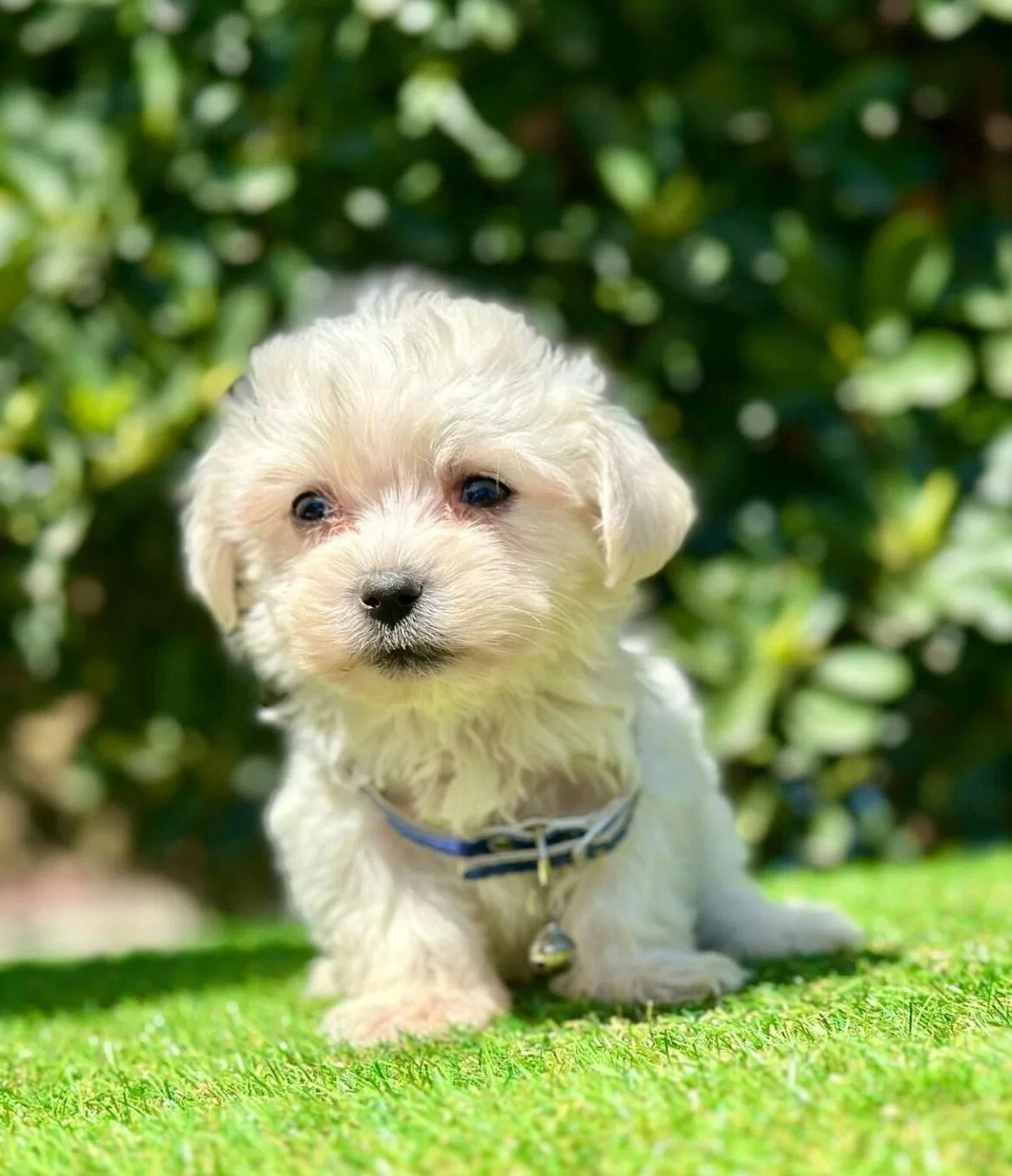 Orjinal Maltese Terrier