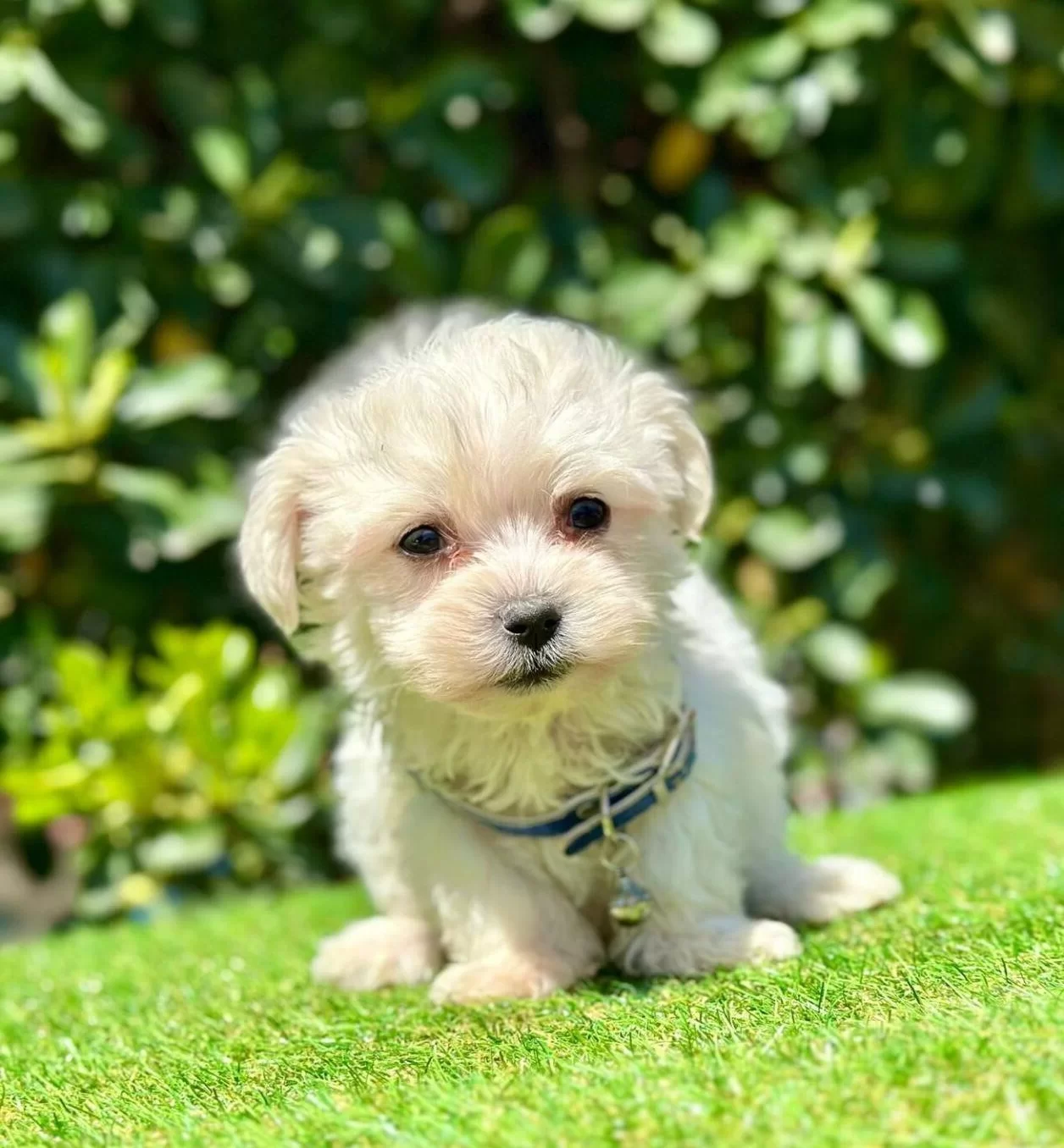 Orjinal Maltese Terrier