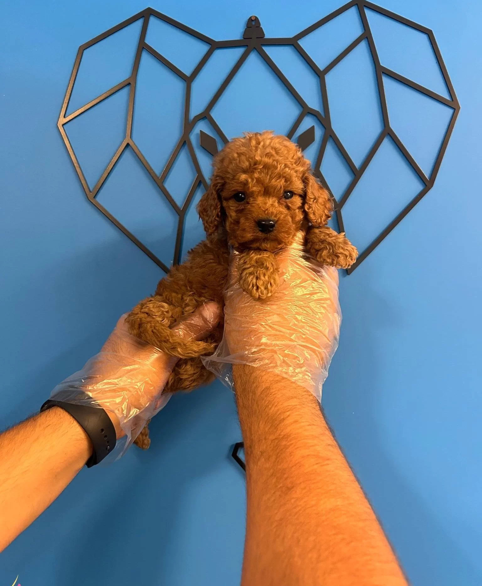 Irk Garantili Oyuncak Poodle Bebekler