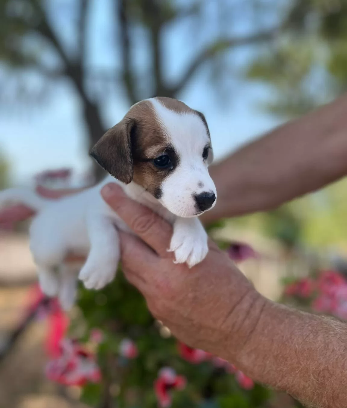 En Sosyal Maskeli Jack Russell Yavruları