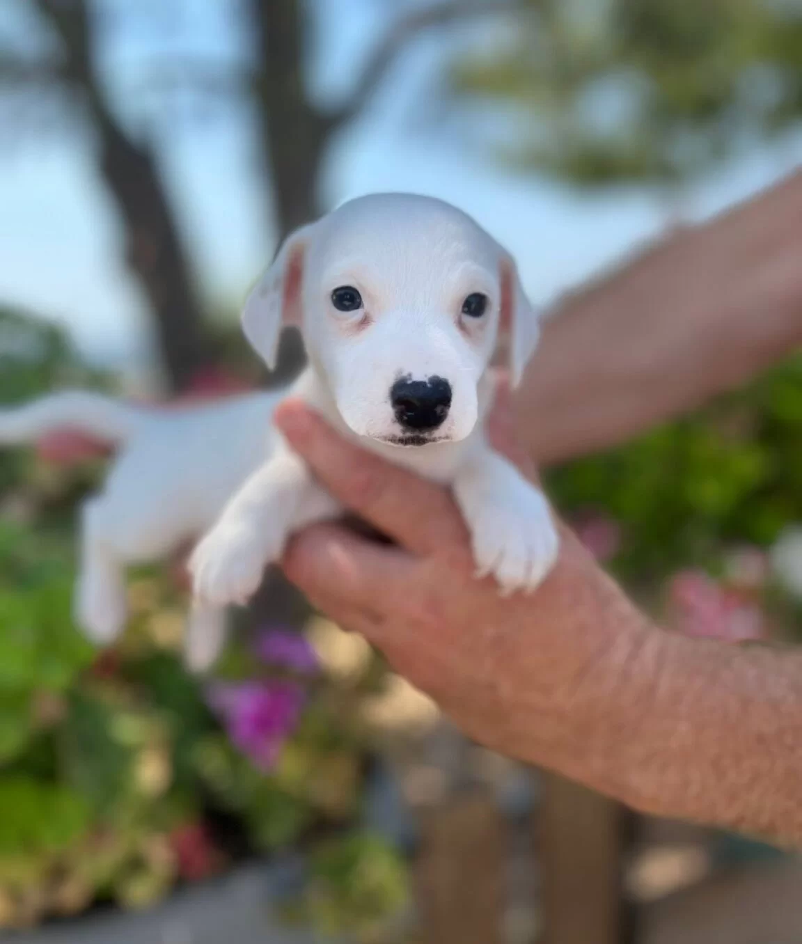 En Sosyal Maskeli Jack Russell Yavruları