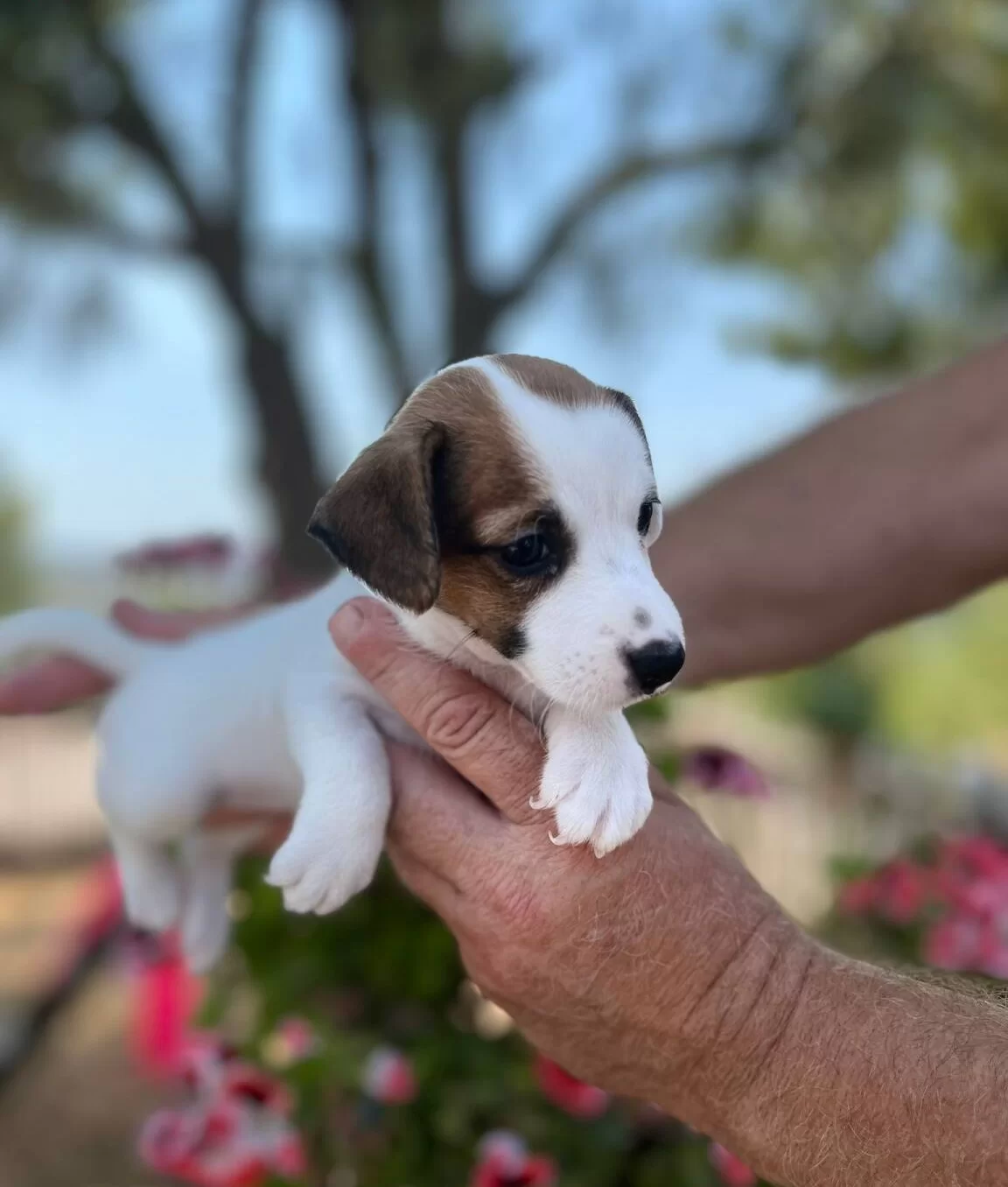 En Sosyal Maskeli Jack Russell Yavruları
