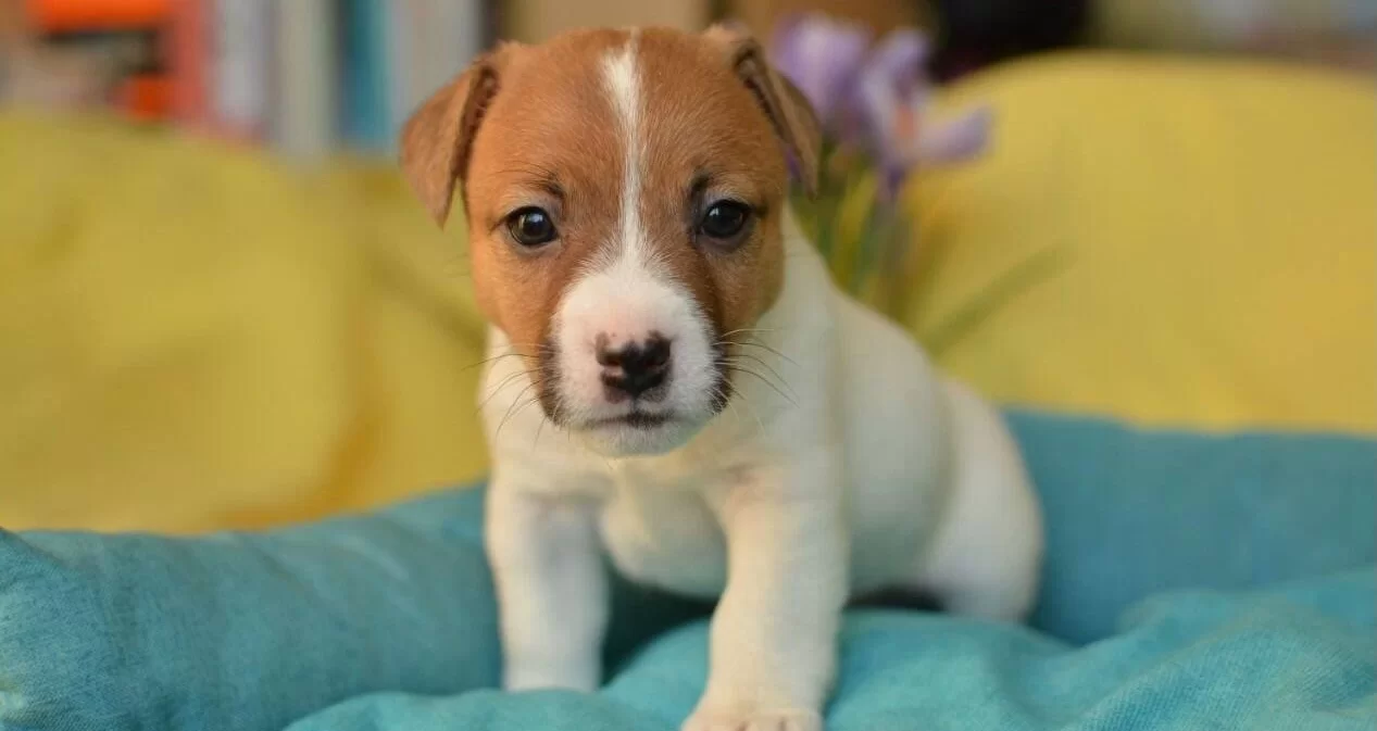 Kısa Bacak Av Kopegi Jack Russel Yavrularım