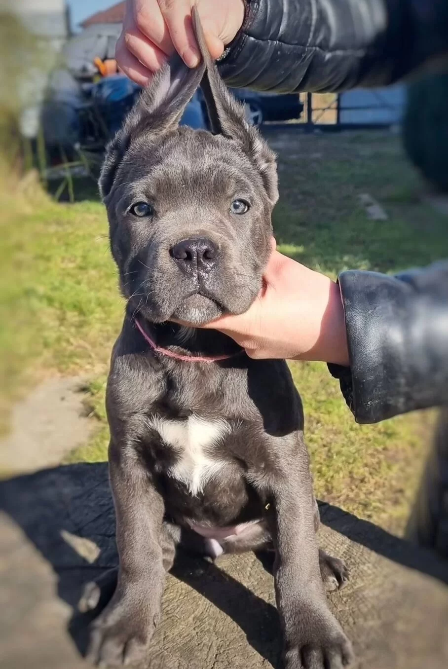 Irk Ve Saglık Garantili Cane Corso Yavrularım