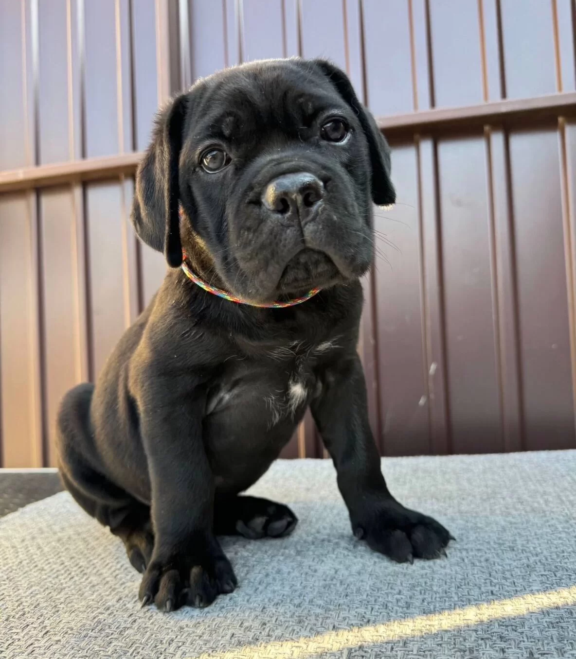 Irk Ve Saglık Garantili Cane Corso Yavrularım