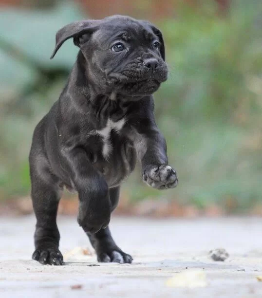 Irk Ve Saglık Garantili Cane Corso Yavrularım